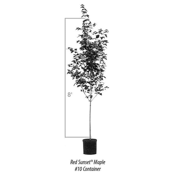 A Red Sunset Maple tree in a #10 container, shown with an 8-foot height measurement indicator.