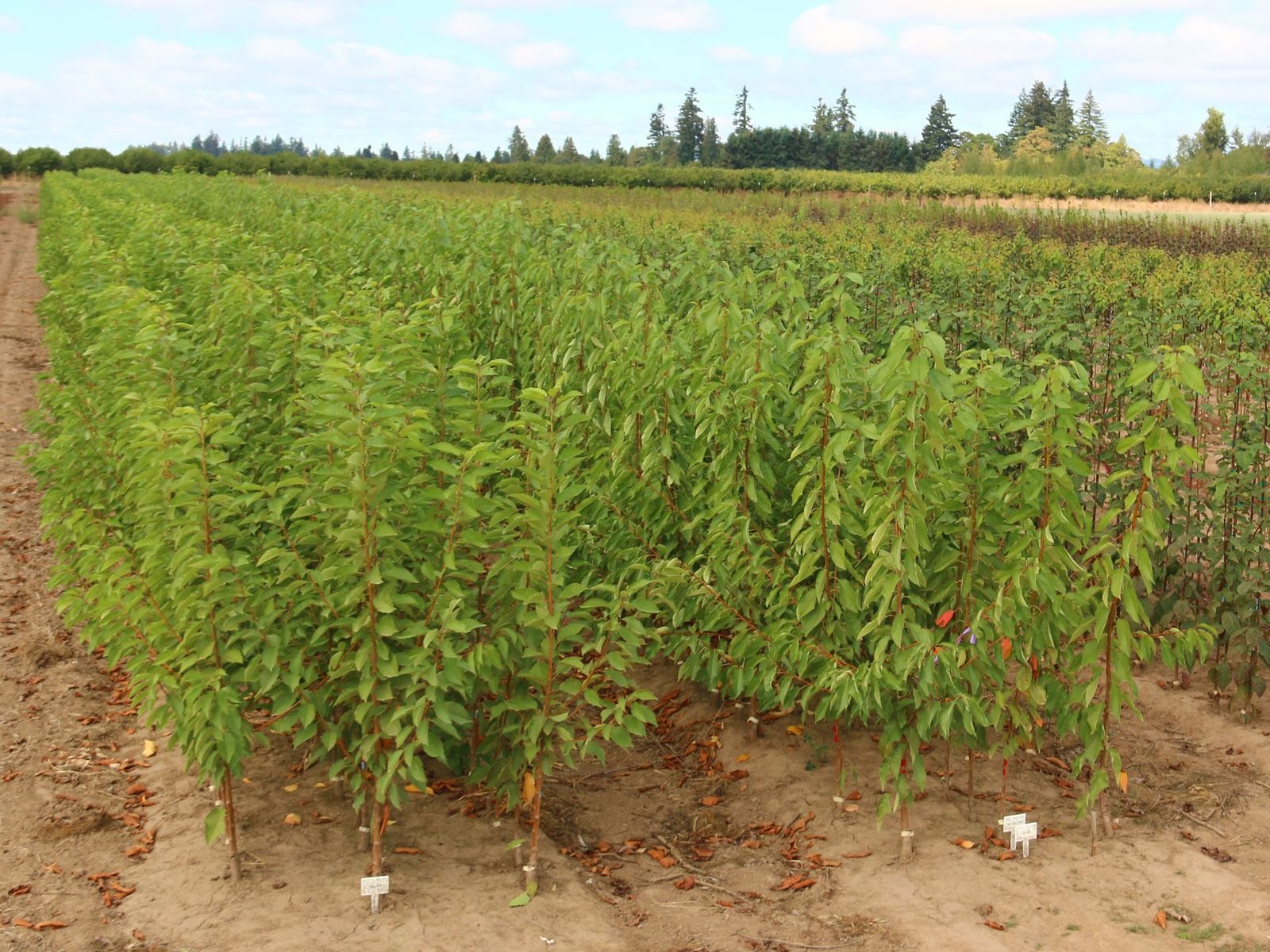 Rows of young, green saplings planted in a field with a treeline under a blue, cloudy sky.