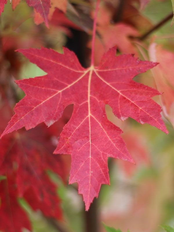 A single, vibrant red maple leaf with pointed lobes and visible veins against a softly blurred, autumnal background.