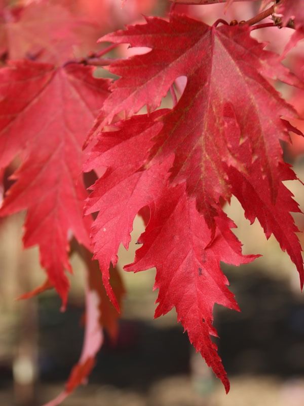 Vibrant red maple leaves with sharp, serrated edges hanging on a branch in autumn.