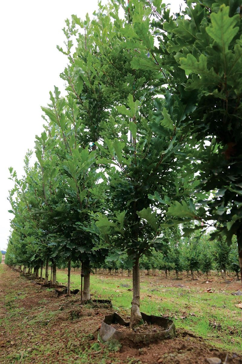 A row of young, green oak trees planted in a field of red soil.