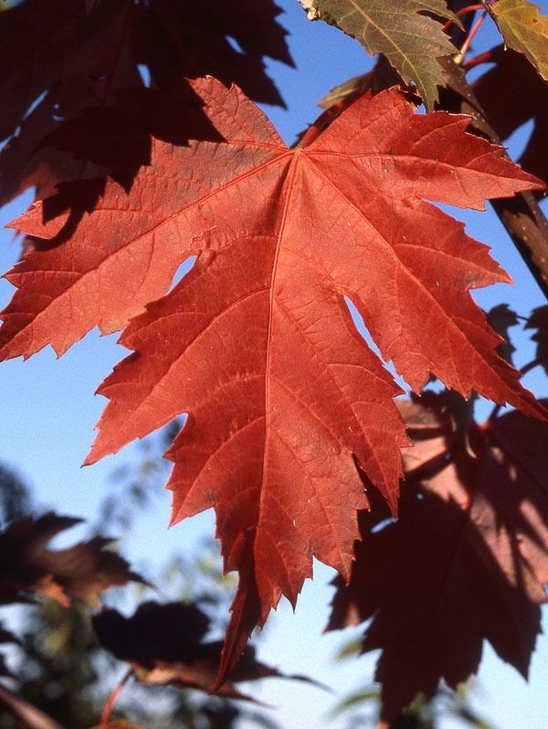 A single, vibrant red maple leaf against a clear blue sky.
