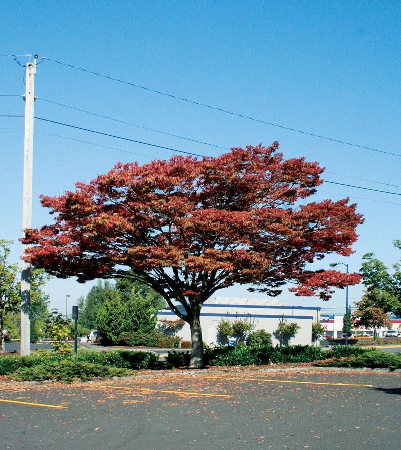 A Japanese maple tree with vibrant red-orange autumn leaves stands in a paved parking lot under a clear blue sky.