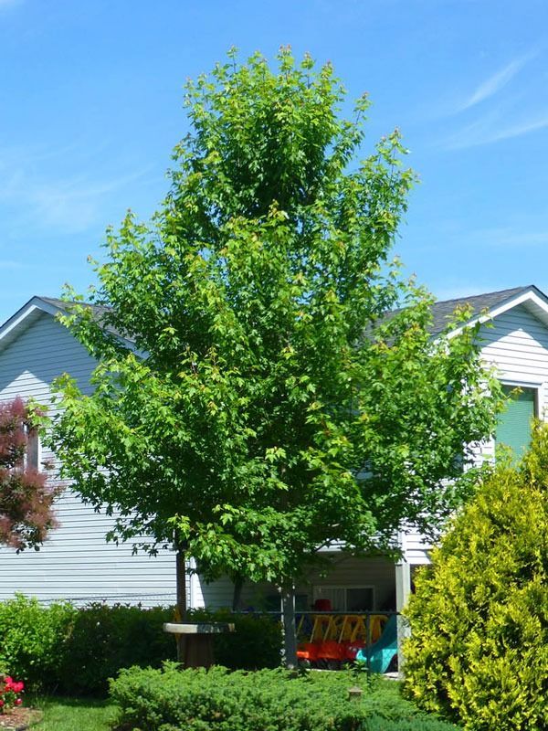 A vibrant green deciduous tree stands in front of a house, with low-lying green shrubs and a blue sky in the background.