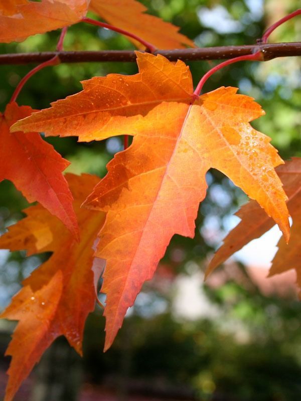 A close-up of vibrant orange and red maple leaves on a branch against a softly blurred green background.