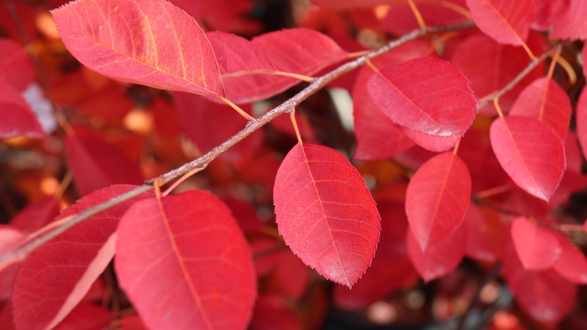 A close-up of a tree branch filled with vibrant, bright red autumn leaves.