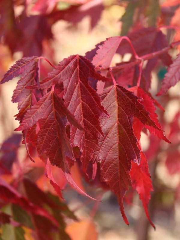 Close-up of vibrant, deep red maple leaves hanging from a branch in soft focus.