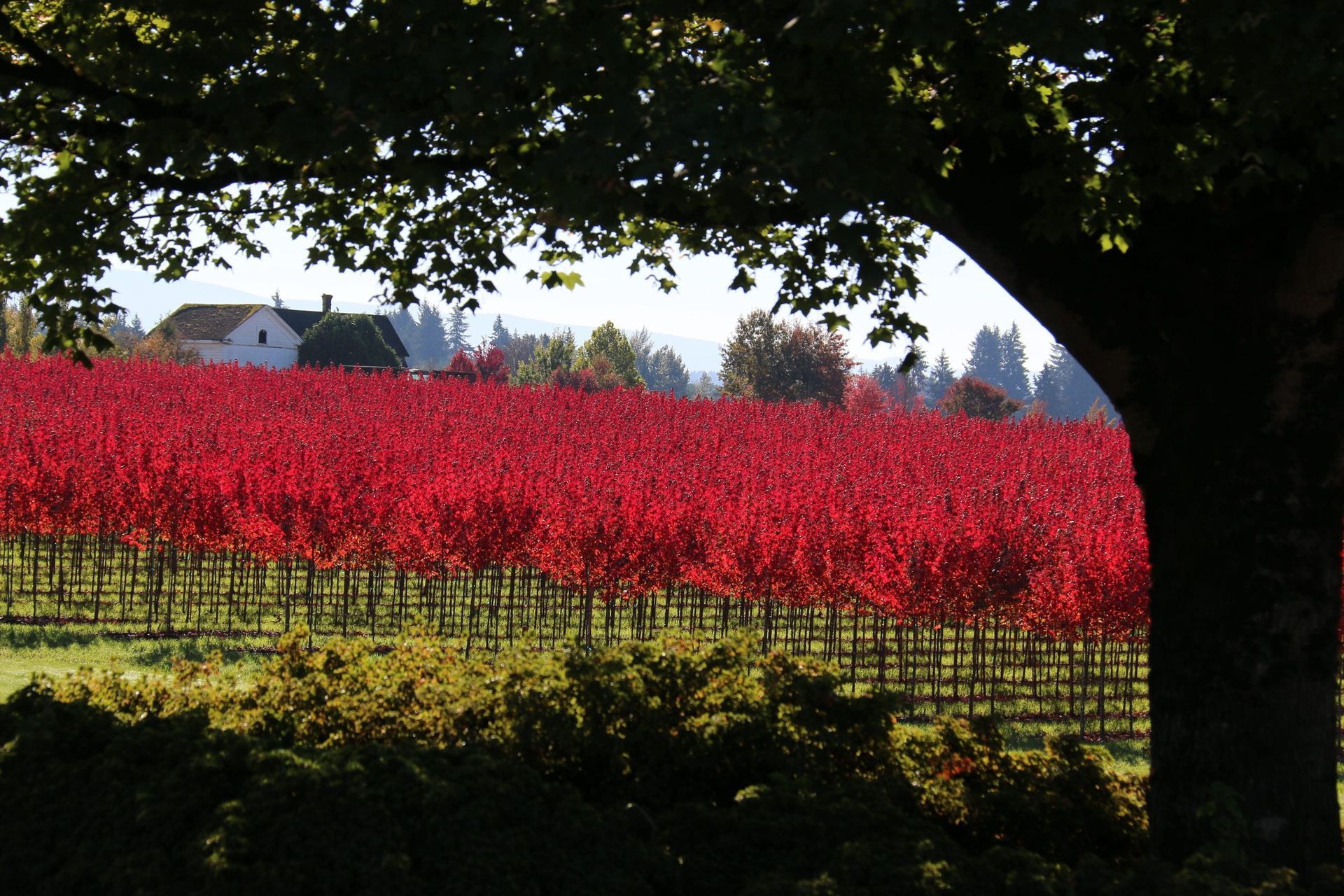 Vibrant red vineyard rows under a tree canopy with a house in the distance.