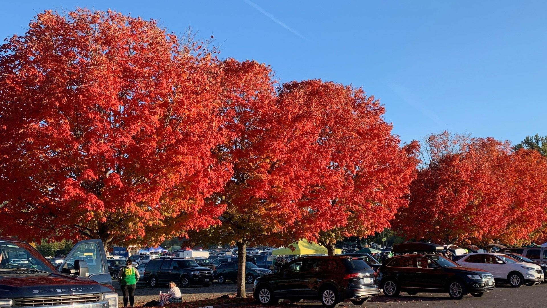 A row of trees with vibrant red autumn leaves stands in a parking lot filled with cars under a clear blue sky.