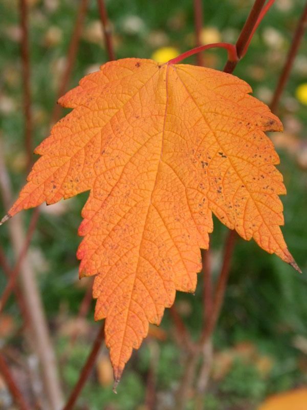 A single, vibrant orange maple leaf with serrated edges and visible veins, set against a blurred, out-of-focus background.