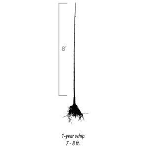 A black silhouette of a 1-year tree whip, measuring 7-8 feet tall, with a visible root system at the base.