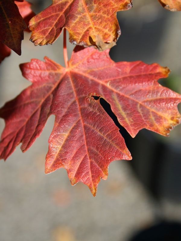A vibrant maple leaf with shades of deep red and orange, shown in a close-up against a soft, blurred background.