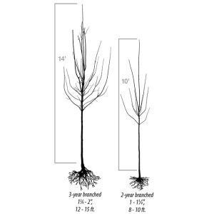 A comparison diagram showing the growth size and maturity of 3-year branched and 2-year branched tree saplings.