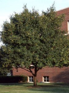 A medium-sized, leafy green tree standing in a grassy area in front of a red brick building with rectangular windows.