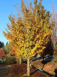 A young tree in a park with autumn foliage transitioning from green to vibrant yellow and orange under a blue sky.