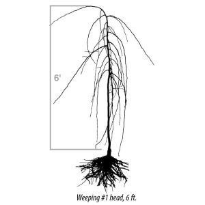 Line drawing of a bare-root weeping tree labeled 