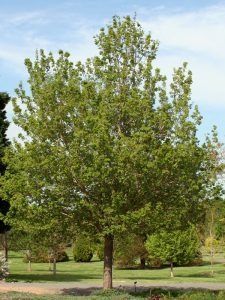 A young, leafy green tree standing in a park with a grassy lawn and other distant trees in the background.