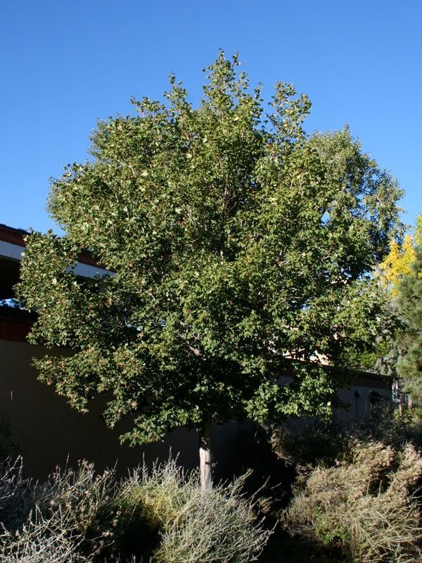 A small, lush green tree with a rounded canopy stands outdoors under a clear blue sky, next to a building and shrubs.