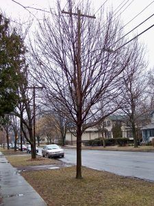 A row of bare trees stands along a residential street next to utility poles and power lines under a gray sky.