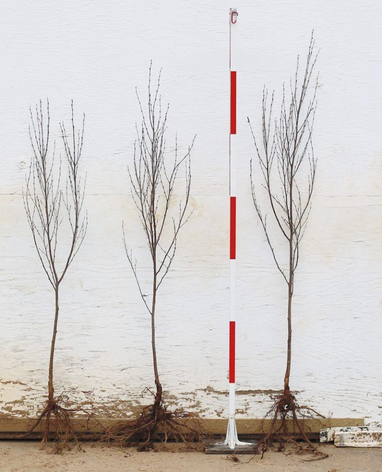 Three bare-root saplings arranged next to a vertical red-and-white measuring pole against a plain white background.