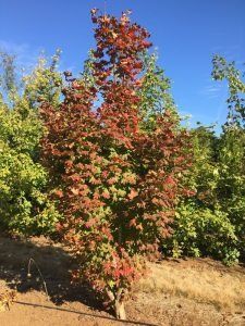 A young maple tree with red and green foliage standing in a sunlit field under a clear blue sky.