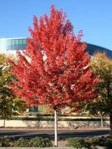 A vibrant red maple tree stands in front of a modern office building with curved windows on a clear day.