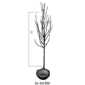 A line drawing of a six-foot tall, bare-root tree with its roots bundled in burlap for planting.