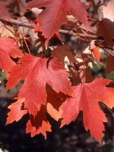 A close-up view of vibrant red maple leaves during autumn, displaying their distinctive lobed shapes and deep hues.