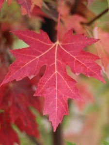 A vibrant, five-lobed red maple leaf in autumn, featuring distinct pointed tips and prominent veins.