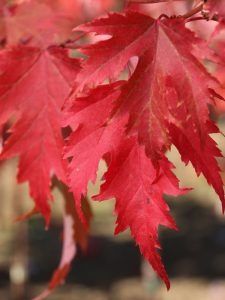 Bright red autumn leaves with deeply serrated edges hanging from a tree branch.