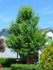 A young, vibrant green maple tree stands in a residential yard in front of a house under a clear blue sky.
