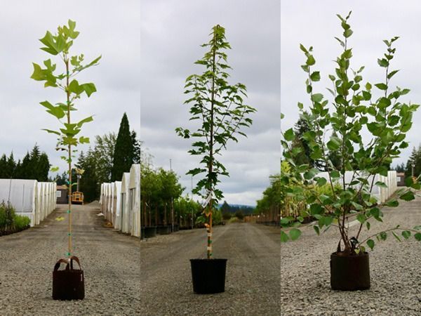 Three young saplings in nursery pots stand in a row on a gravel path at a tree farm.