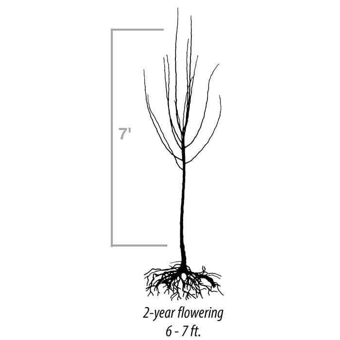 Line drawing of a bare-root, 2-year-old flowering tree reaching 6 to 7 feet in height with exposed roots.