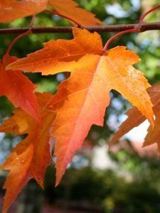 Close-up of bright orange maple leaves hanging from a branch against a blurred natural background.
