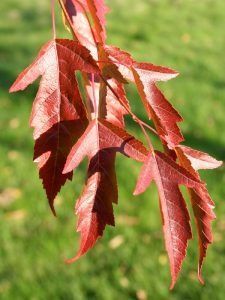 A cluster of vibrant, deep red maple leaves hanging from a branch against a blurred green grass background.