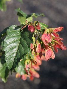 Close-up of vibrant, reddish-pink samara seeds hanging from a leafy green maple branch.