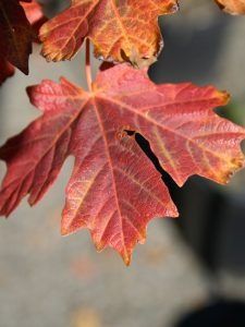 A close-up of a maple leaf with vibrant red and orange autumn foliage against a blurred, soft background.