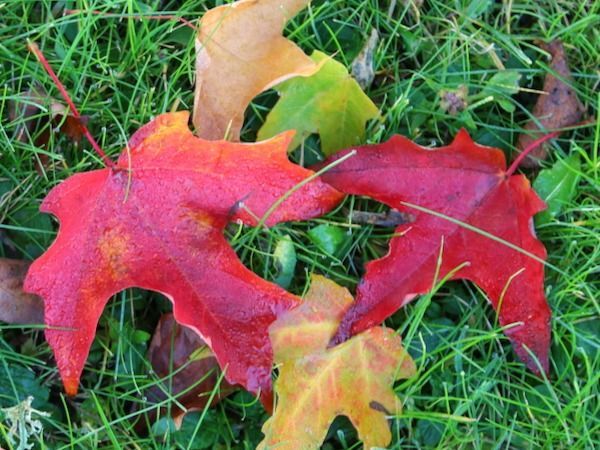 Red, orange, and green maple leaves scattered on vibrant green grass.