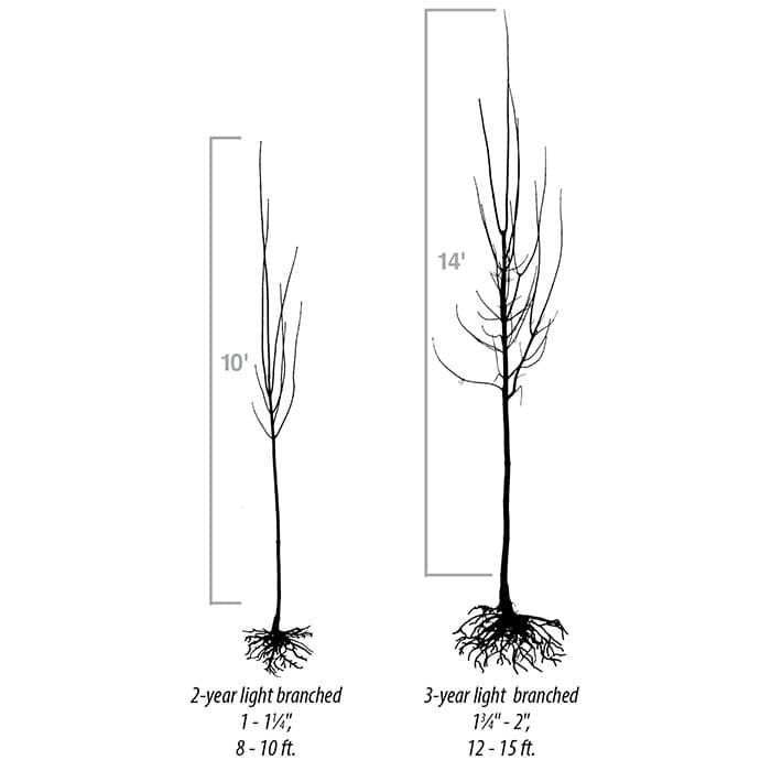 Comparison of 2-year light branched (10' tall) and 3-year light branched (14' tall) nursery tree sizes.
