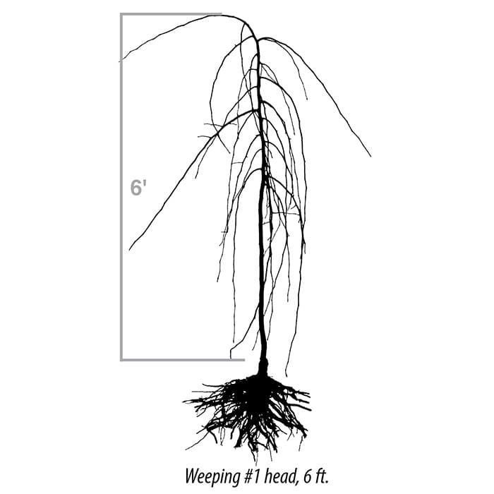 A technical line drawing of a weeping tree with a 6-foot tall standard, labeled 