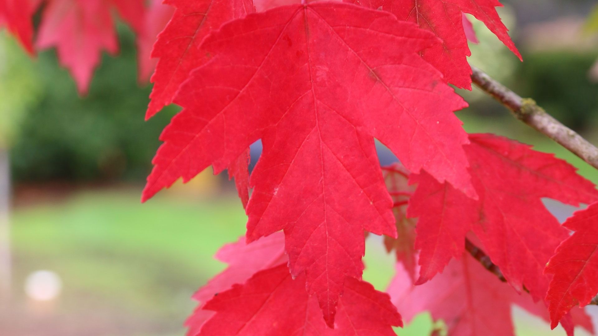 Vibrant, brilliant red maple leaves on a branch against a softly blurred natural background.