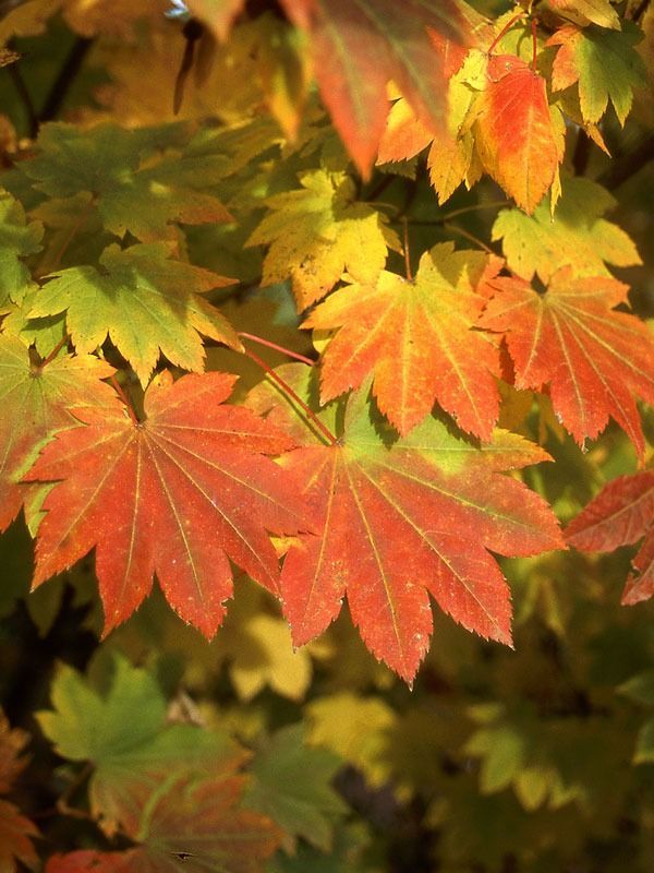 Close-up of maple leaves transitioning from green and yellow to vibrant red during autumn.