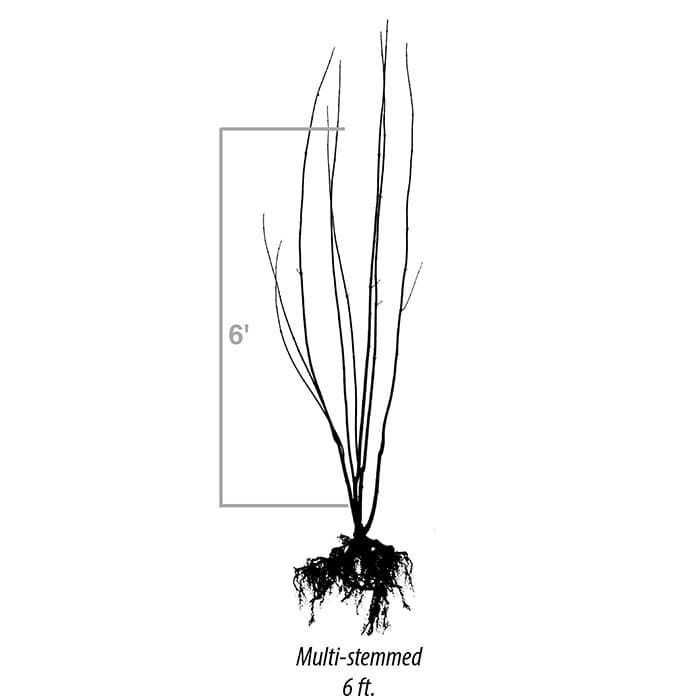 Line drawing of a 6-foot multi-stemmed bare-root plant with visible roots.