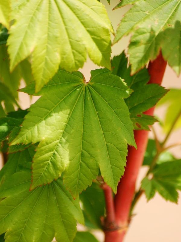 Close-up of bright green, palm-shaped leaves on a vibrant, smooth red stem.
