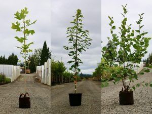 trees-n-scapes