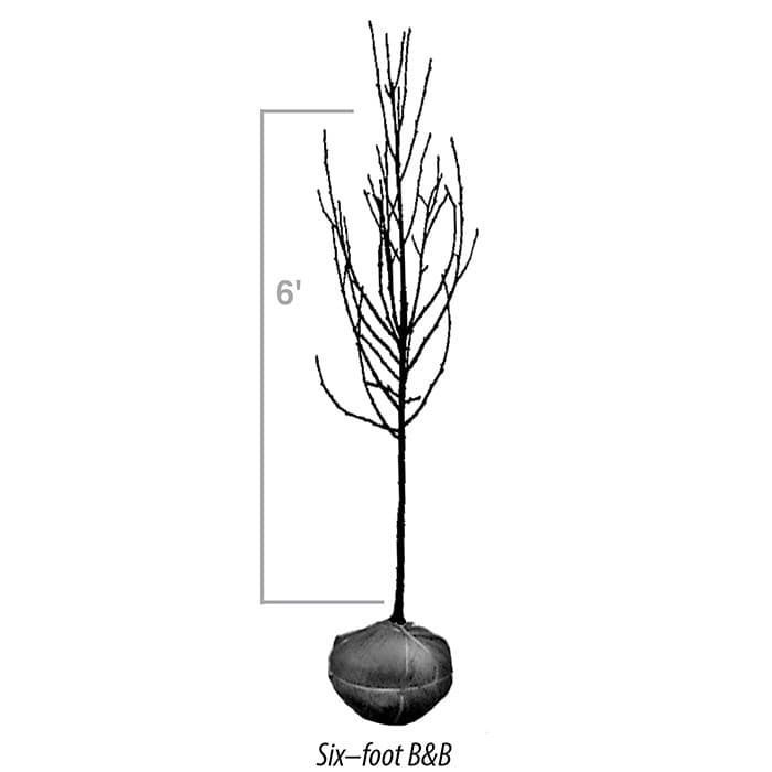 A line drawing of a six-foot bare-root tree with a burlap-wrapped root ball, labeled 
