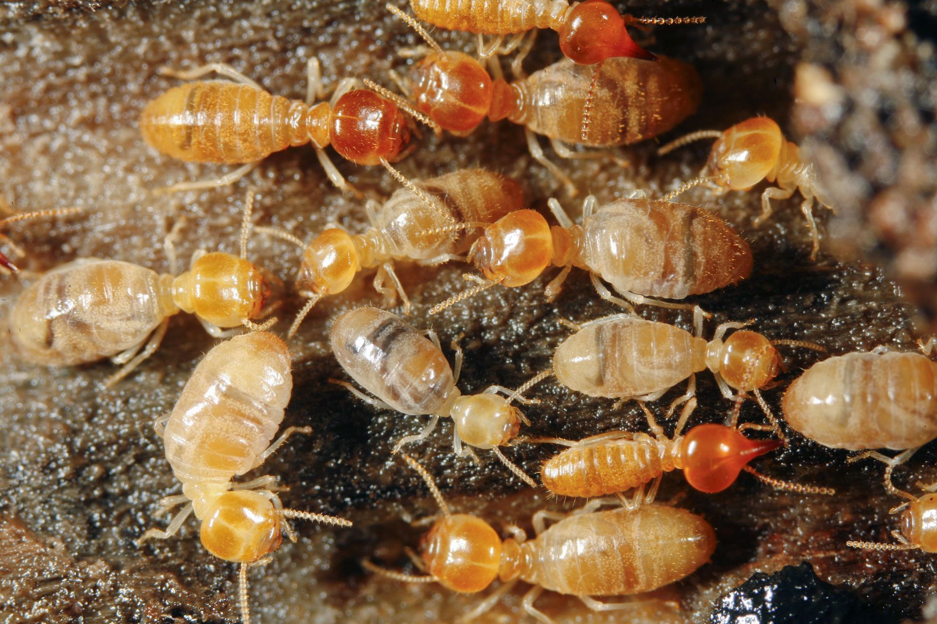 A cluster of small, pale-bodied termites with amber-colored heads crawling over dark, textured soil.