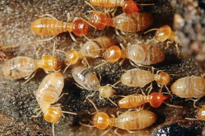 A cluster of small, pale-bodied termites with amber-colored heads crawling over dark, textured soil.