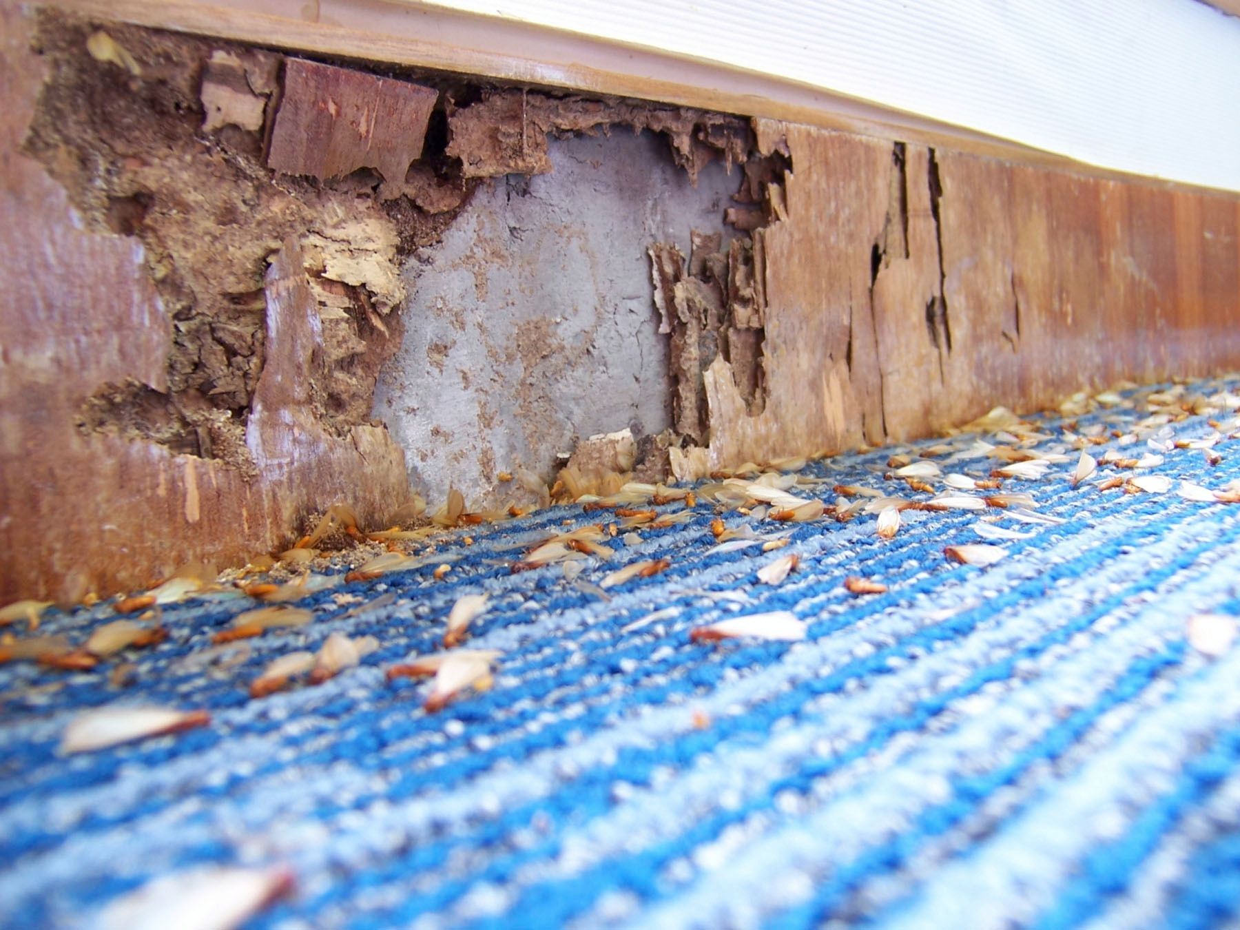 Close-up of a wall baseboard showing significant termite damage and wood decay, with debris scattered on a blue carpet.