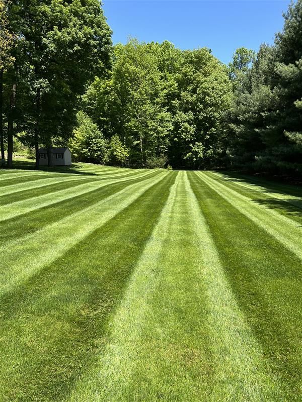 Lawn mowed with stripes, alternating light and dark green, in a sunny backyard with trees and a small shed.